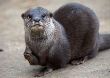 Oriental Small-clawed Otter Royalty Free Stock Images Oriental Small-clawed Otter Royalty Free Stock Images