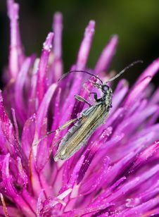 SMall Beetle On Thistle Royalty Free Stock Photos SMall Beetle On Thistle Royalty Free Stock Photos