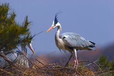 Ardea Cinerea(1) Royalty Free Stock Photography Ardea Cinerea(1) Royalty Free Stock Photography