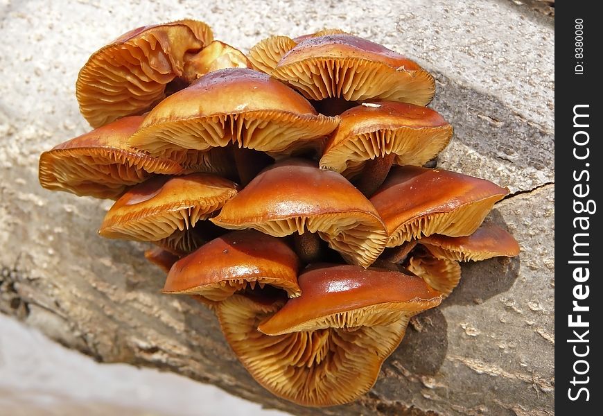 Brown mushrooms on a log