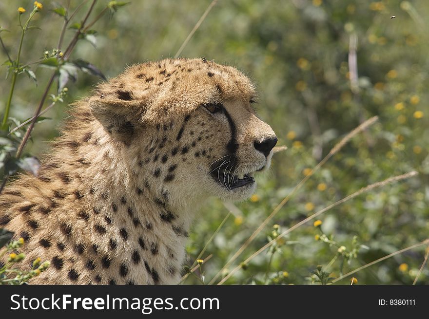 Shot taken in Southern African Game park, Stunning Cheetah hiding in the grass. Shot taken in Southern African Game park, Stunning Cheetah hiding in the grass.