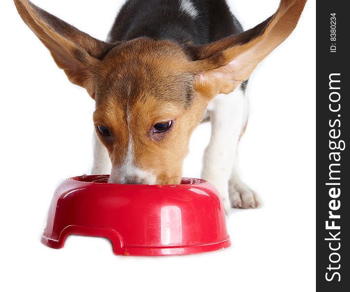 Funny beagle puppy eating from a dish, isolated on white