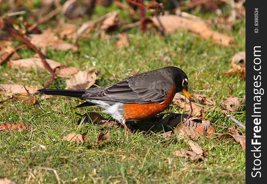 A Robin finds a worm. A Robin finds a worm.