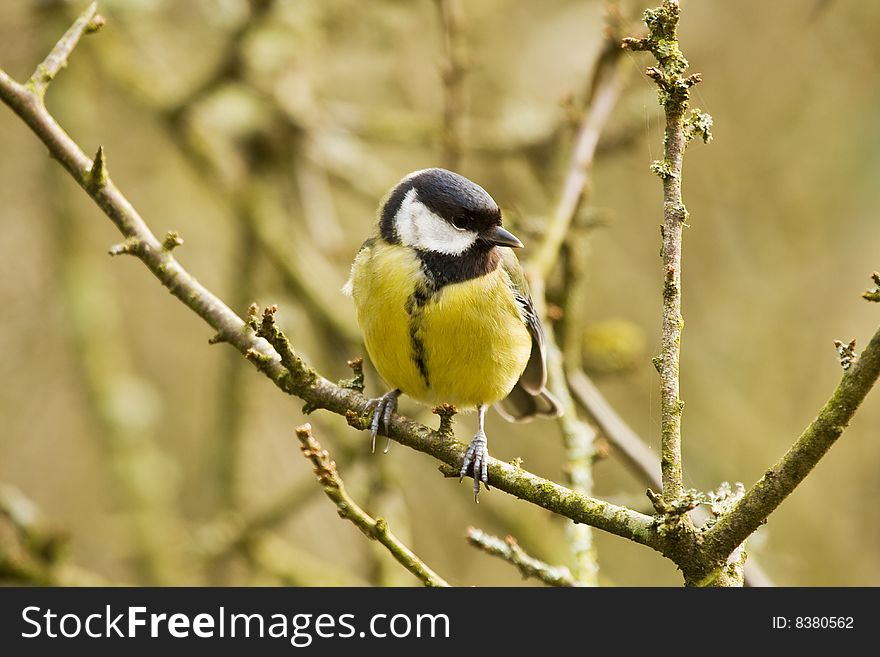 An irish coal tit (Periparus ater hibernicus) it is more yellow in colour than other coal tits from other parts of europe