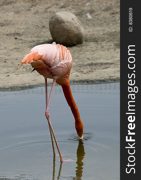 Red flamingo drinking water in zoo in summer