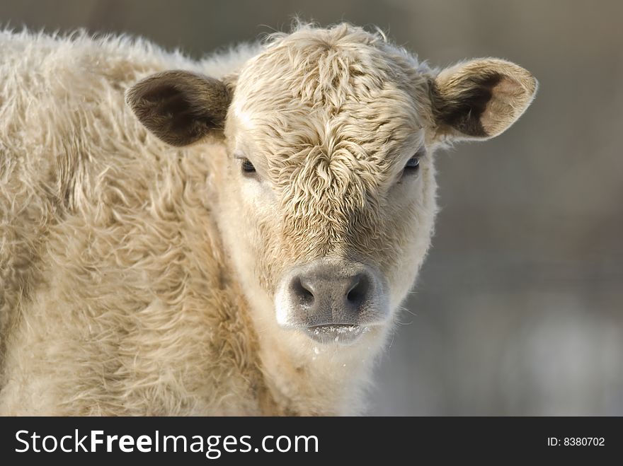 Light colored young cow looking directly at the camera