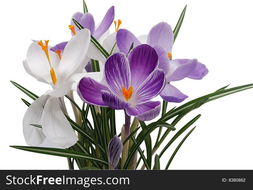 Flowerses Of The Spring Crocus