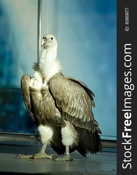 A Griffon Vulture in extension