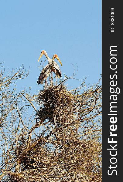 Painted storks standing on their nest.