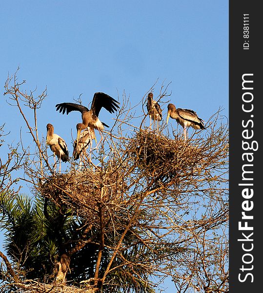 Painted stork on the top of the tree.