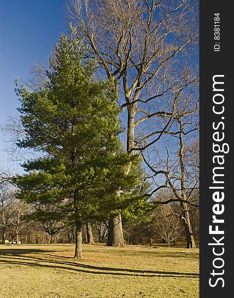 A tall pine tree and bare trees in Milton Lake Park in Middlesex County, New Jersey. A tall pine tree and bare trees in Milton Lake Park in Middlesex County, New Jersey.