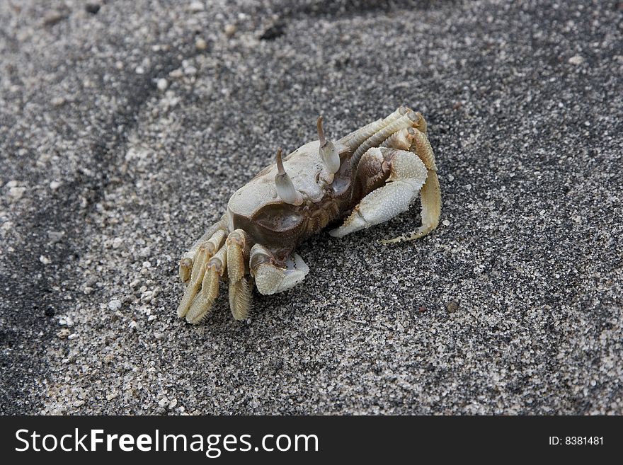 White crab on the beach