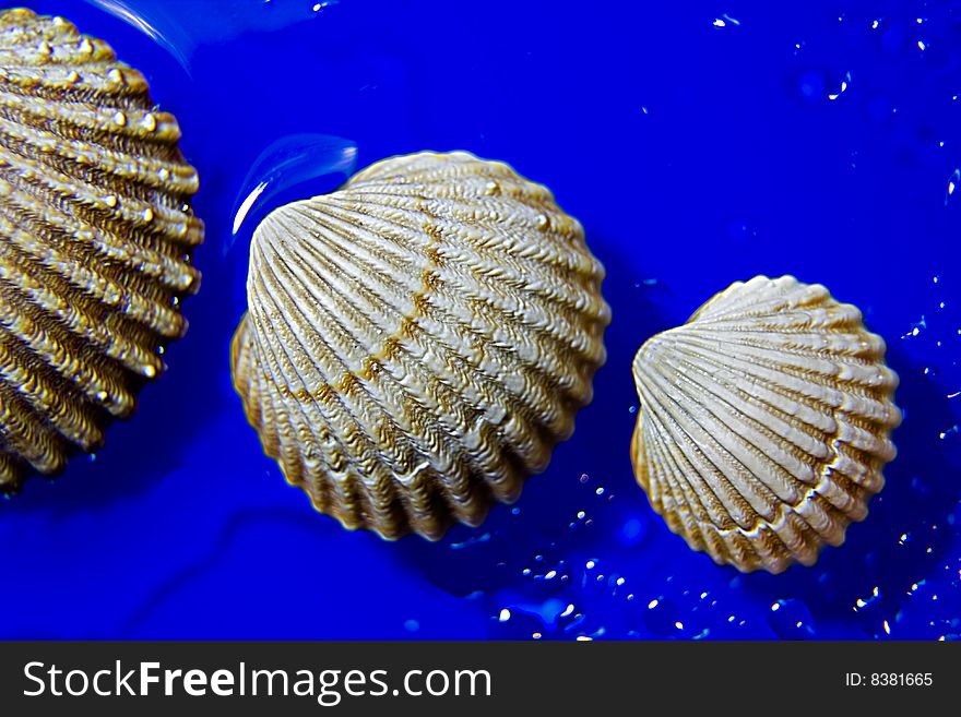 Three mollusk shells in a blue background