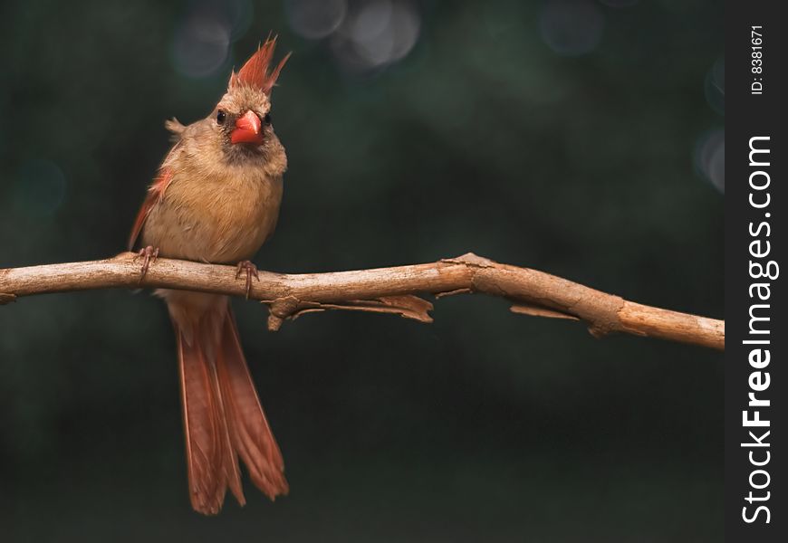 Perching female cardinal in Kentucky.