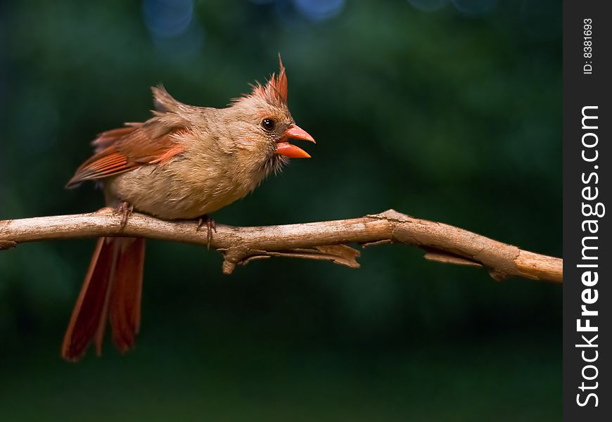 Perching female cardinal in Kentucky.