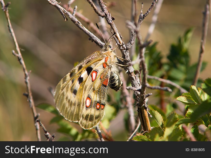 Nomion butterfly sitting on the bush