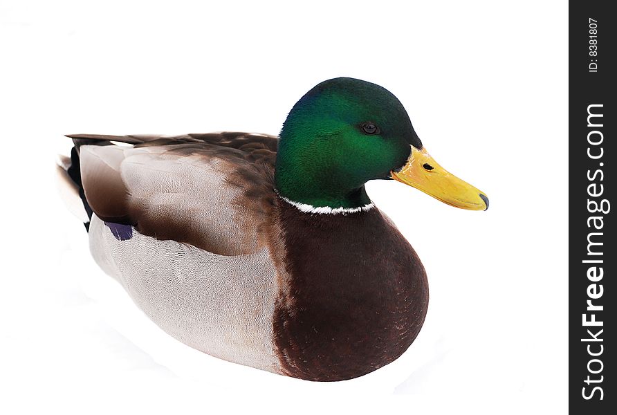 Beatiful Duck