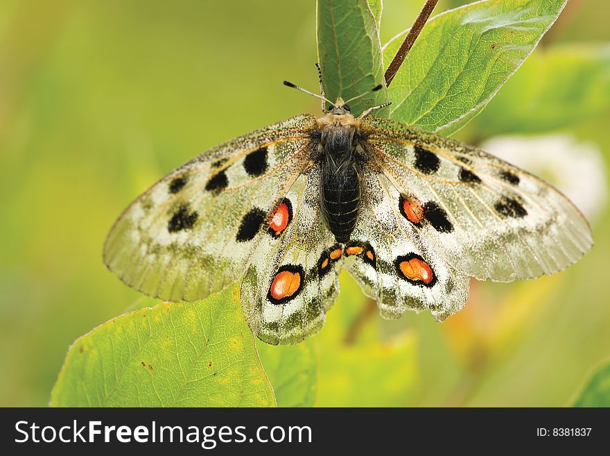 Nomion butterfly sitting on the grass