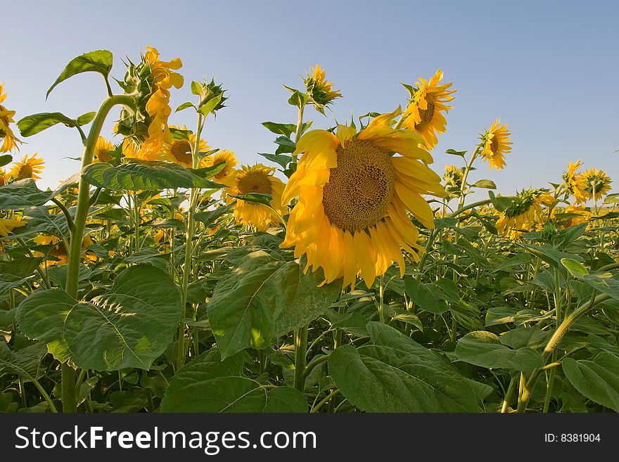 Sunflower field