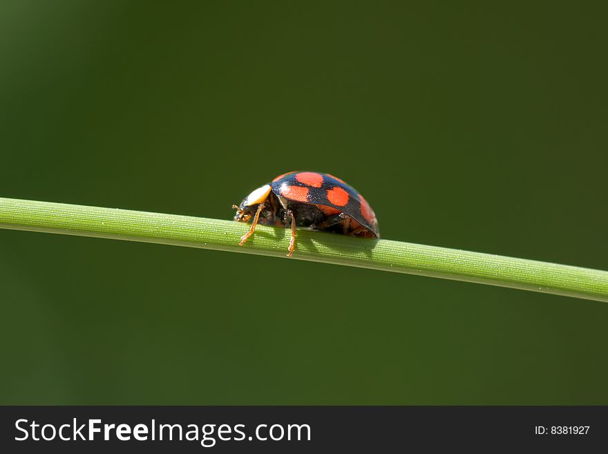 Ladybug is walking on grass stem. Ladybug is walking on grass stem