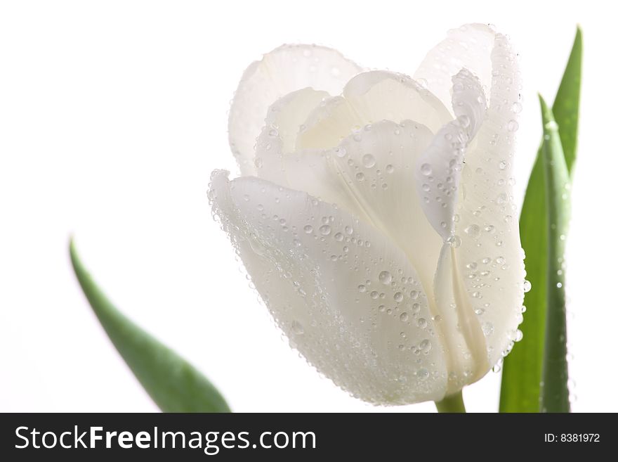 White tulips and green leaves on a light background. White tulips and green leaves on a light background.