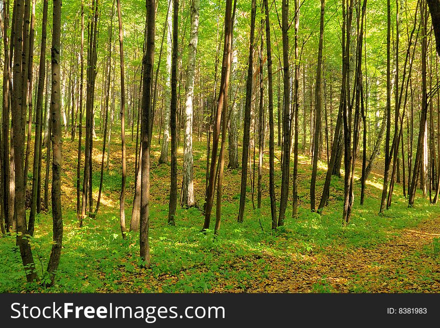 Morning in autumn forest