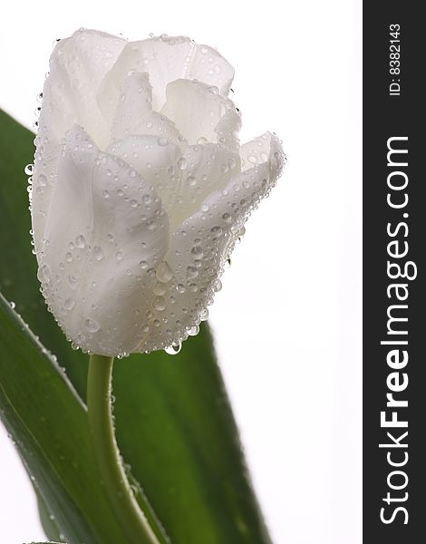 White tulips and green leaves on a light background. White tulips and green leaves on a light background.