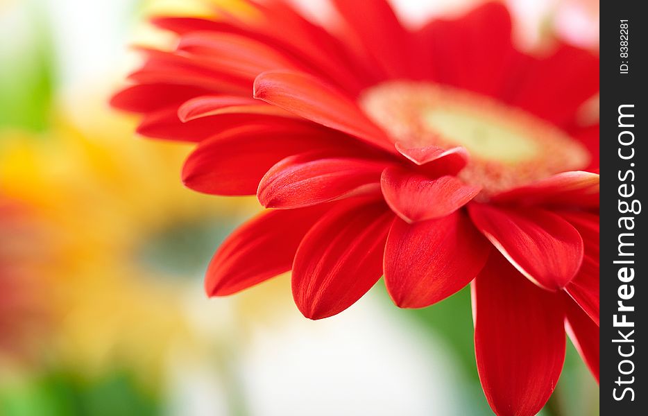 Closeup of red daisy-gerbera with soft focus