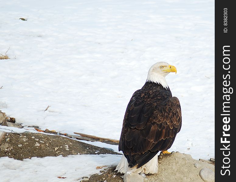 Beautiful bald eagle sitting on the ground