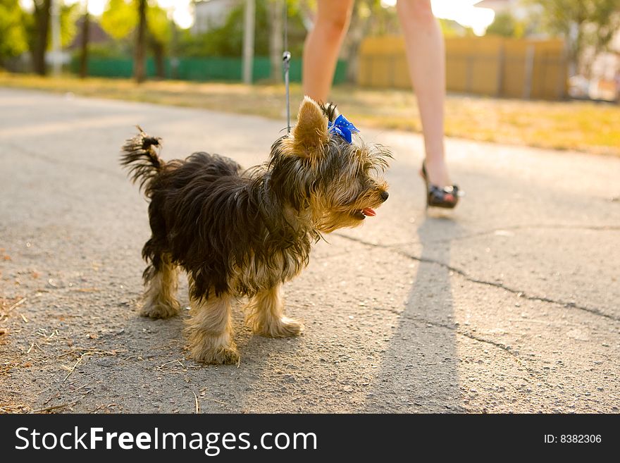 Woman with sweet tiny terrier. Woman with sweet tiny terrier