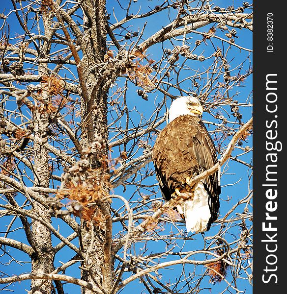 Big bald eagle on a old tree