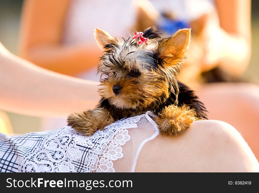 Woman With Tiny Terrier