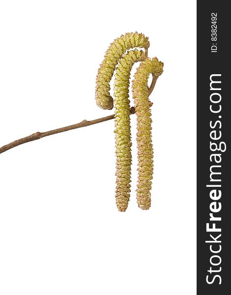 Branch with catkins isolated on white