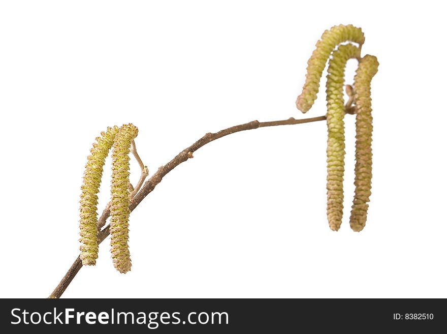 Branch with catkins isolated on white