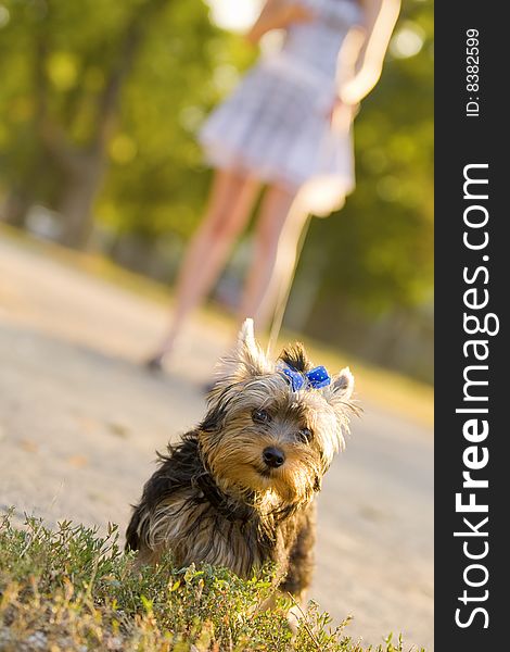 Woman with sweet tiny terrier. Woman with sweet tiny terrier