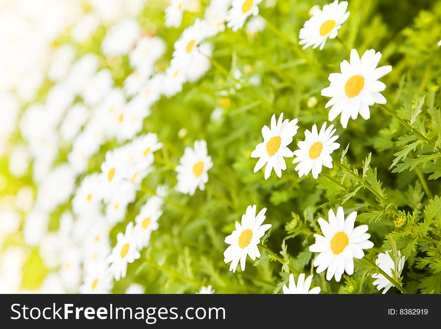 Field of daisies, selective DOF, focus on right.