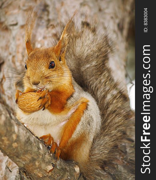 Squirrel with a nut on a branch