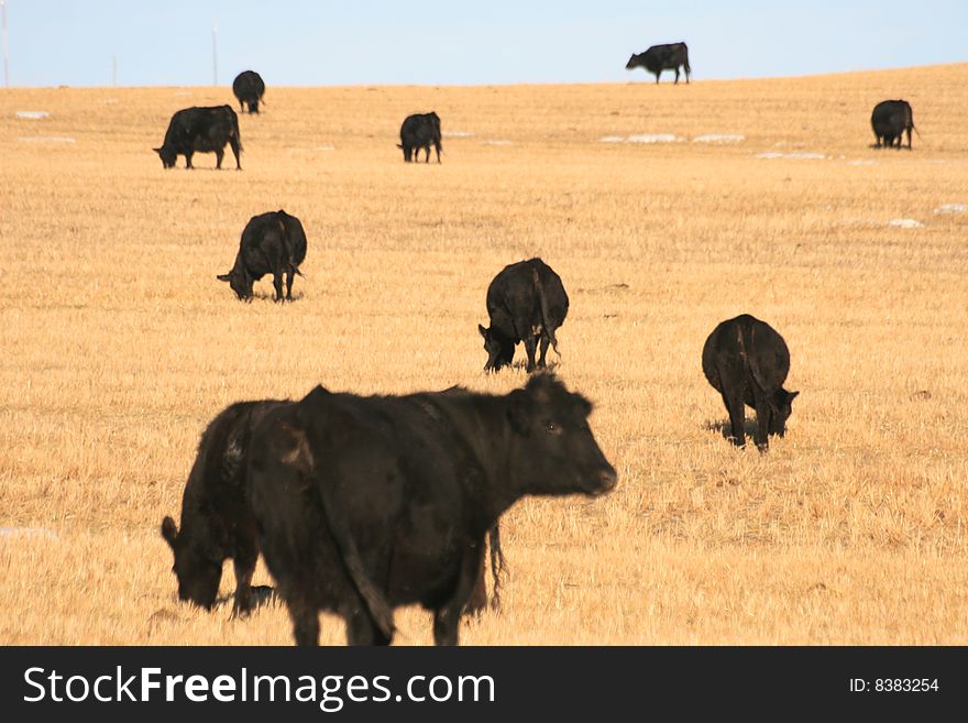 Sample of prairie in alberta, neighborhood of rocky mountains in canada, blacks cows in winter. Sample of prairie in alberta, neighborhood of rocky mountains in canada, blacks cows in winter