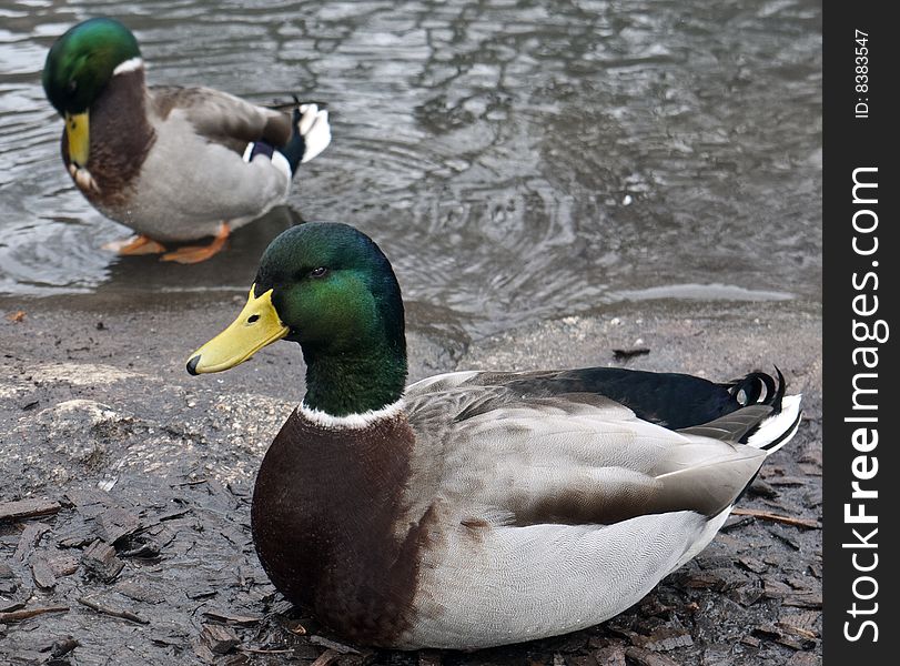 Male mallard duck in winter plumage on lake in Central Park