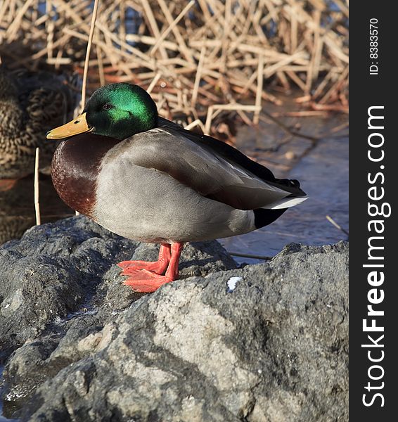 Male Mallard Duck