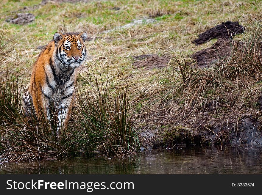 Cute Siberian Tiger cub staring at something (Panthera tigris altaica)