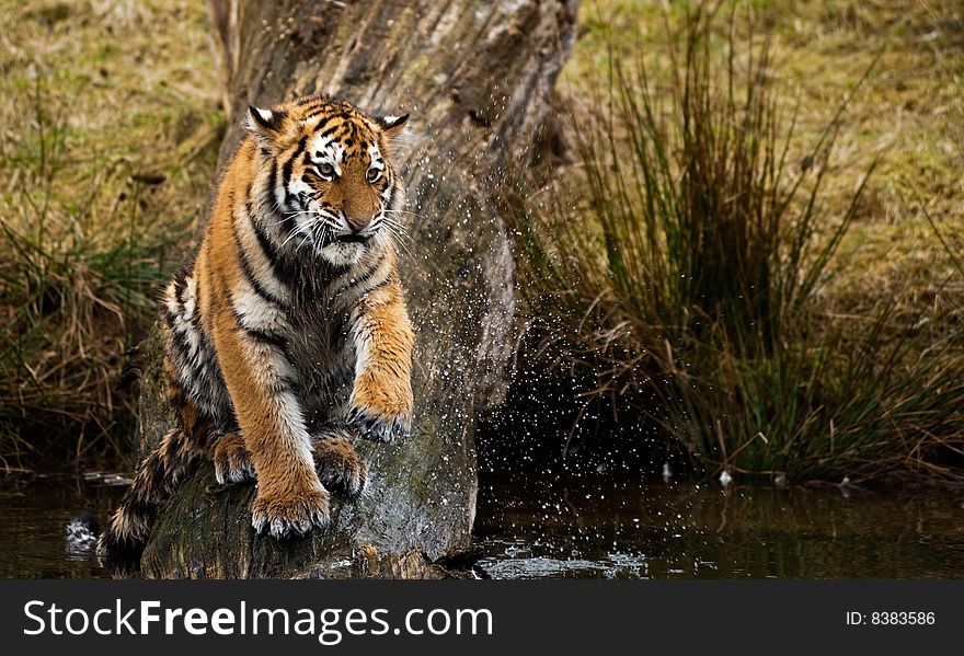 Cute Siberian tiger cub playing with water (Panthera tigris altaica)