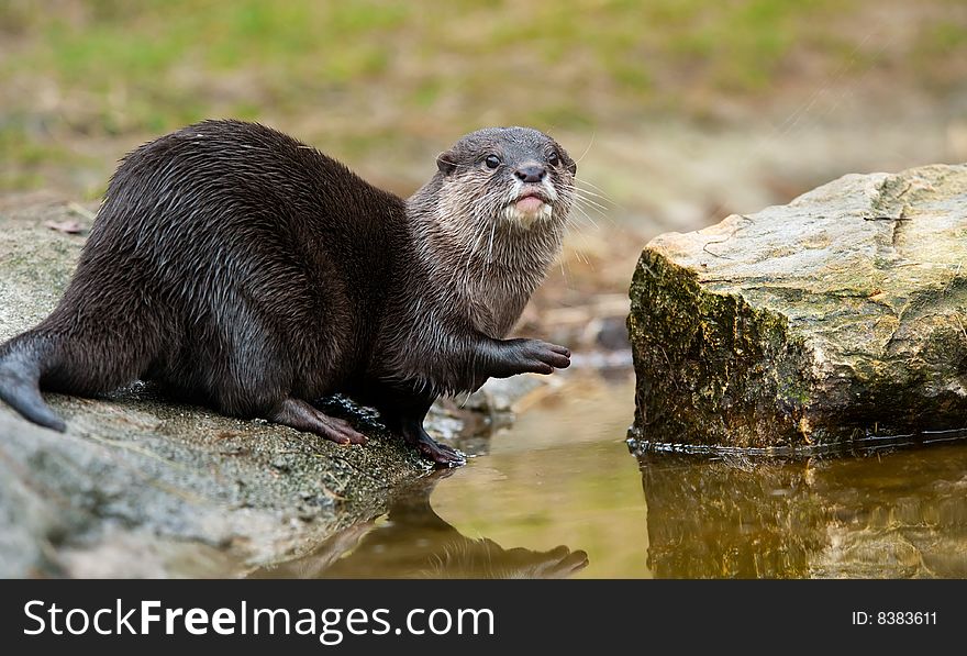 Oriental Small-clawed Otter (Aonyx cinerea), also known as Asian Small-clawed Otter