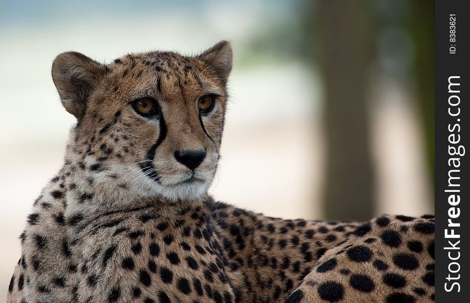 Beautiful African cheetah (Acinonyx jubatus)