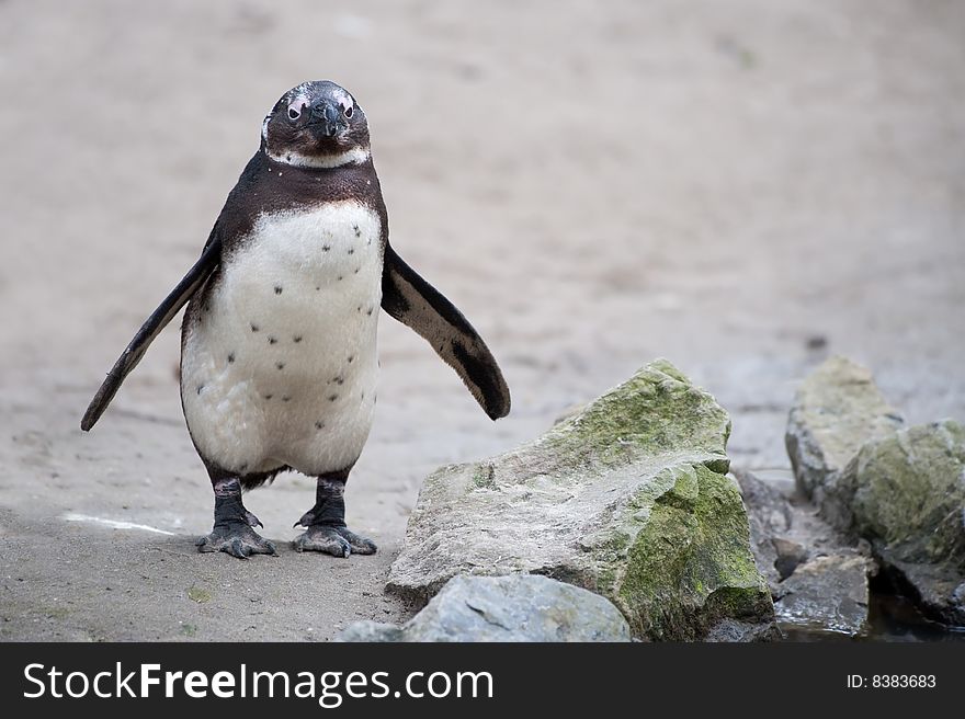 Cute penguin flapping its wings