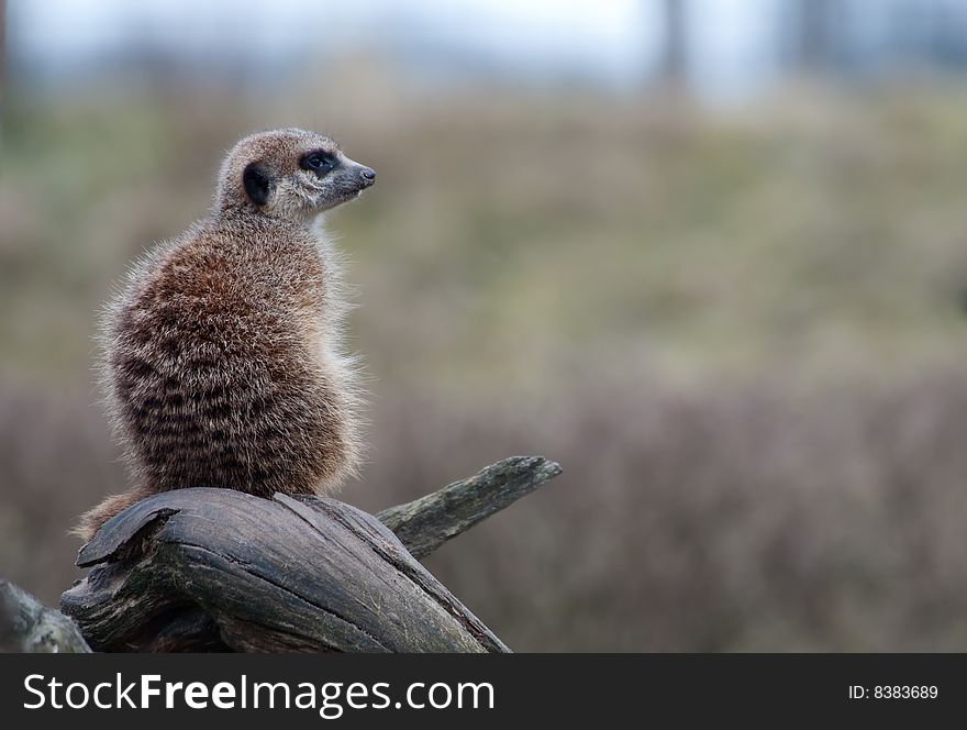 A cute meerkat (Suricata suricatta)