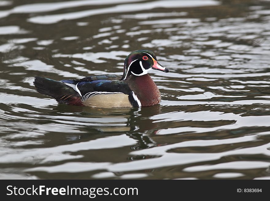 Wood ducks on lake in Central Park