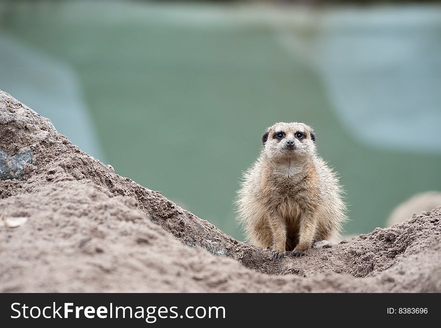A cute meerkat (Suricata suricatta)