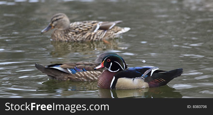 Wood ducks on lake in Central Park