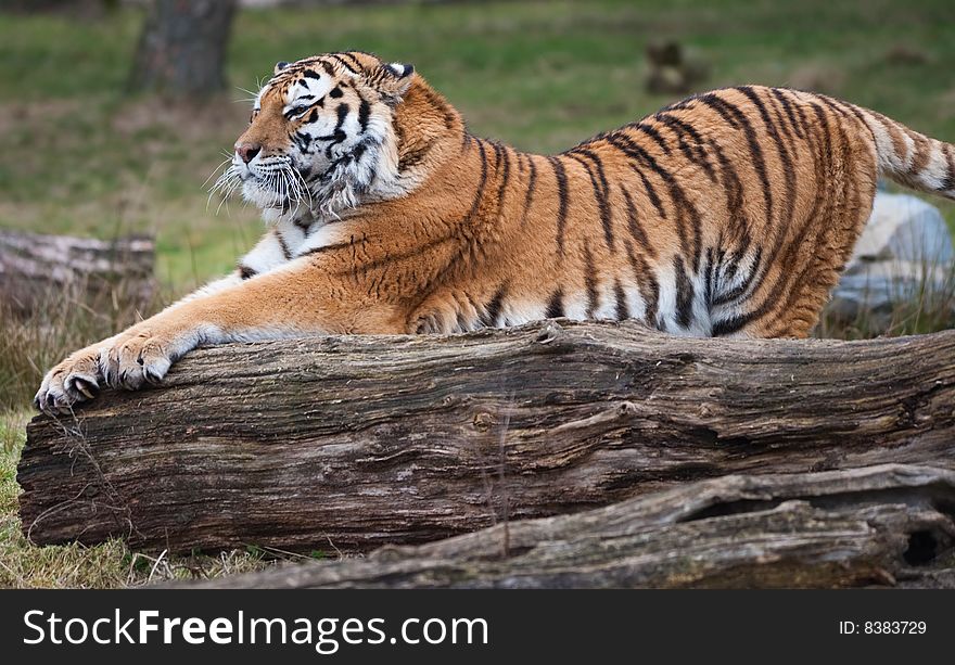 Siberian tiger stretching (Panthera tigris altaica)